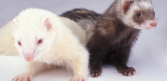 Rüyada Gelincik Hayvanı Görmek