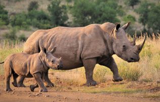 Rüyada Gergedan Görmek