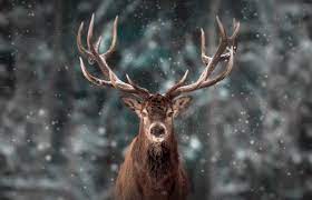 Rüyada Geyik Görmek