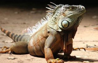 Rüyada İguana Görmek