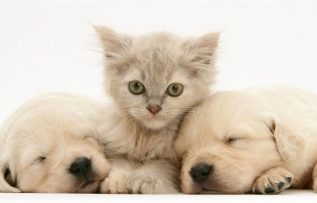 Rüyada Hayvanları Görmek