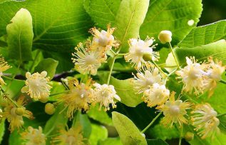 Rüyada Ihlamur Görmek