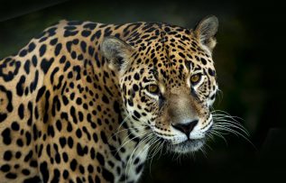 Rüyada Jaguar Görmek