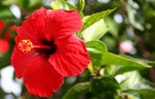 Rüyada Japon Gülü Görmek