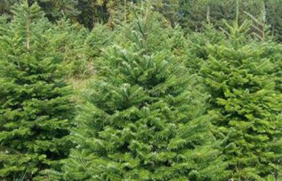 Rüyada Ladin Ağacı Görmek