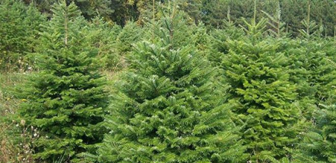 Rüyada Ladin Ağacı Görmek