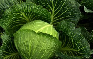 Rüyada Lahana Görmek