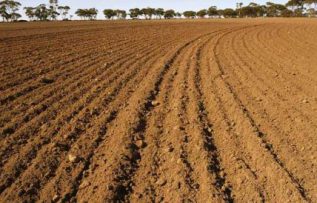 Rüyada Nadas Görmek