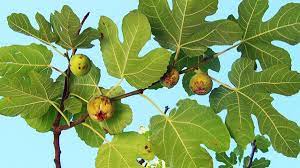 Rüyada İncir Ağacı Görmek