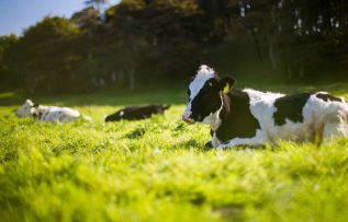 Rüyada İnek Görmek