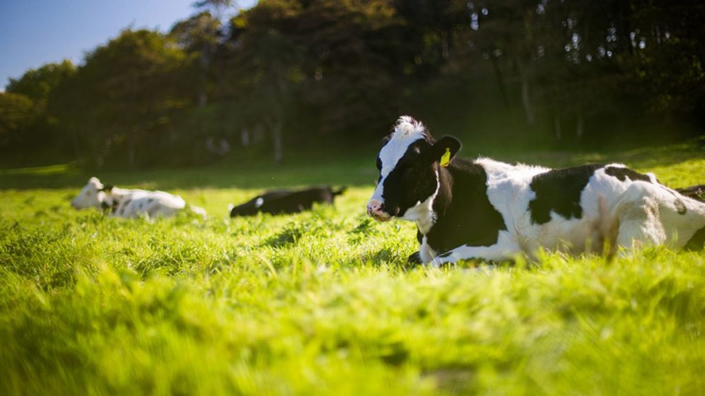 Rüyada İnek Görmek
