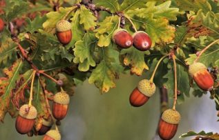 Rüyada Palamut Ağacı Görmek