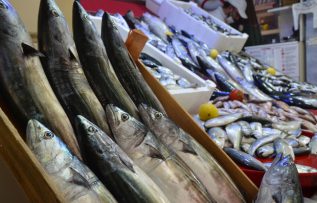 Rüyada Palamut Balığı Görmek