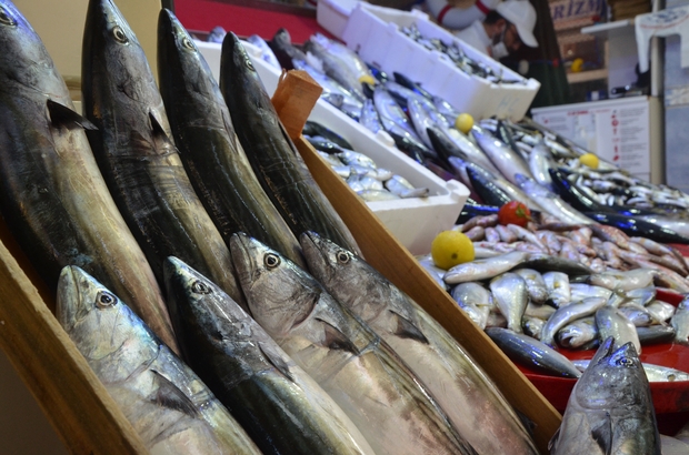 Rüyada Palamut Balığı Görmek