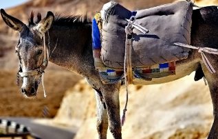 Rüyada Palan Görmek