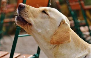 Rüyada Uluma Duyduğunu Görmek