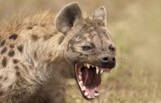 Rüyada Vahşi Görmek