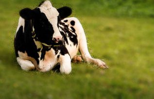 Rüyada Vahşi Sığır Görmek