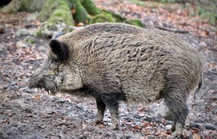 Rüyada Yaban Domuzu Görmek