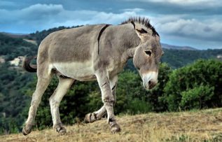 Rüyada Yaban Eşeği Görmek