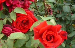 Rüyada Yaban Gülü Görmek