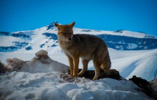 Rüyada Yaban Hayvanı Görmek