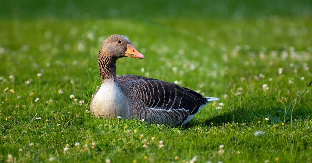 Rüyada Yaban Kazı Görmek