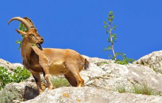 Rüyada Yaban Keçisi Görmek
