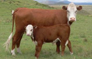 Rüyada Yaban Sığırı Görmek