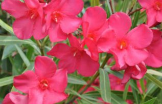 Rüyada Zakkum Görmek