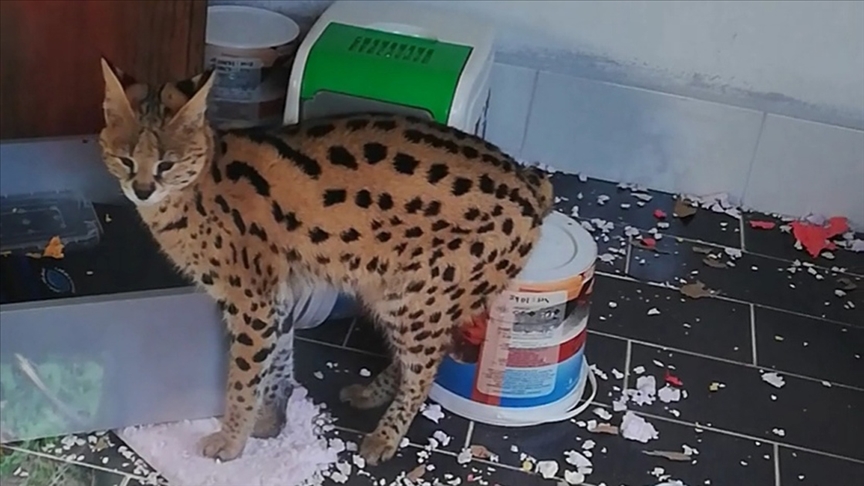 Sakarya’da ‘Savannah’ cinsi Afrika yaban kedisi ele geçirildi