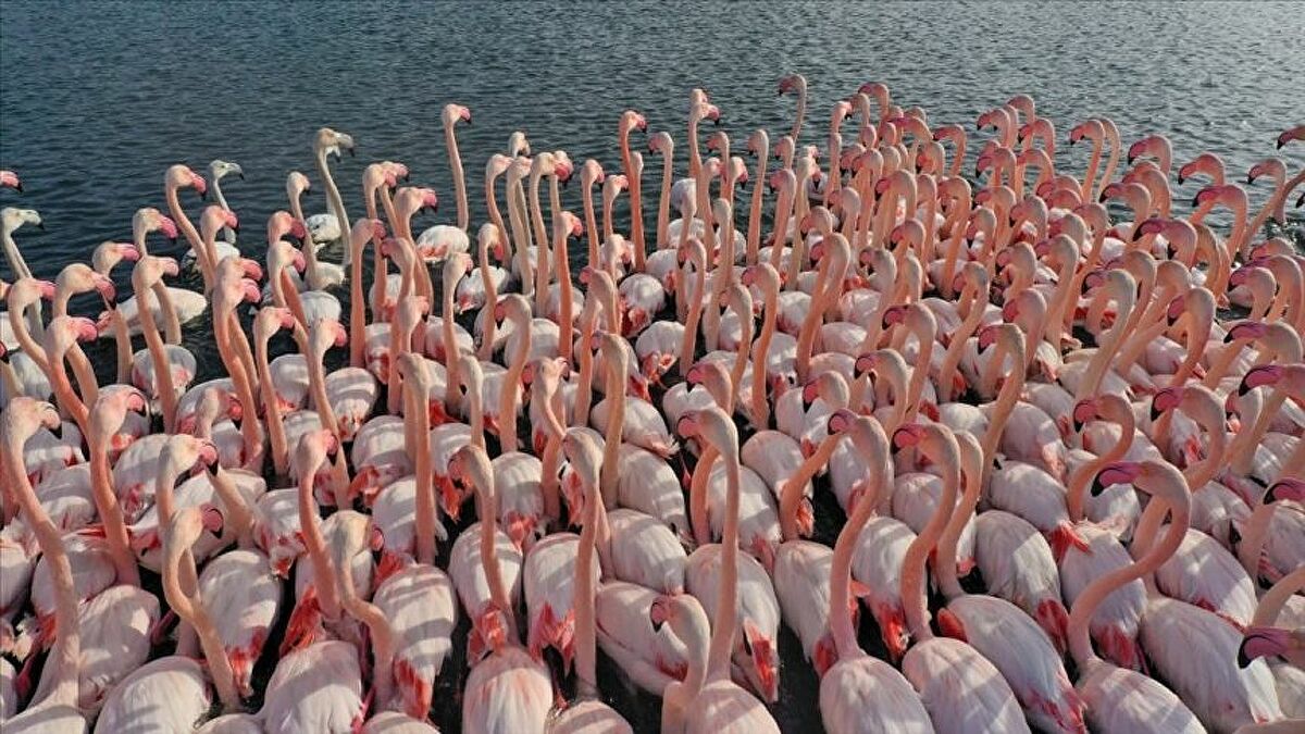İstanbul Boğazı’nda kuş türü arttı
