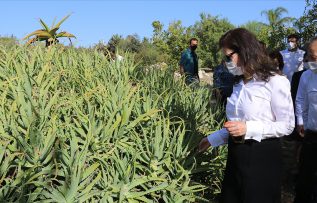 Çukurova’nın şifalı bitkileri projeyle tanıtılacak