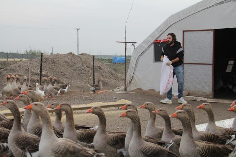 Uzaktan eğitimi fırsata çevirdi…  200 tane kazla çiftlik kurdu