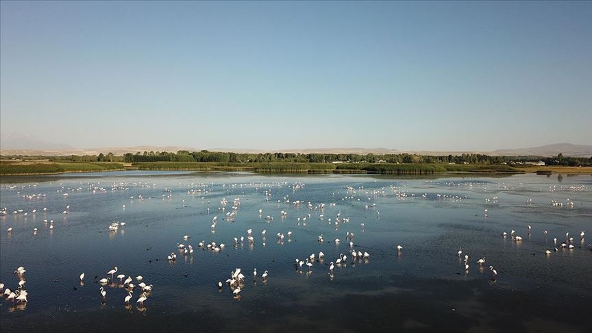 Van’da flamingoların konakladığı alanlar turizme kazandırılacak
