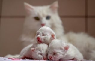 Van kedileri 2021’in ilk yavrularını dünyaya getirdi