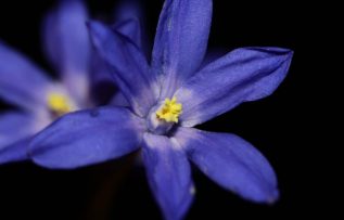 Yamaç paraşütü merkezi Babadağ’ın bitki haritası çıkarıldı