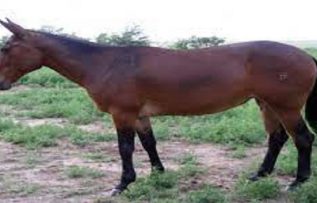 Rüyada Katır Görmek