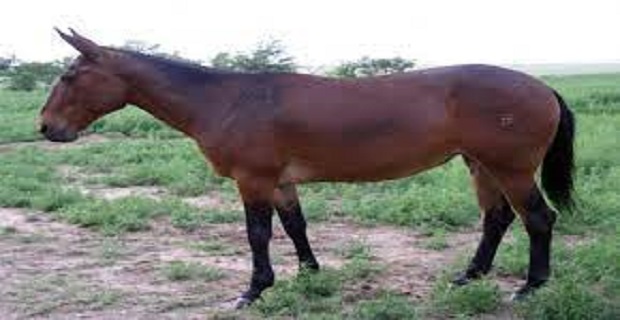 Rüyada Katır Görmek