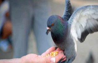 Rüyada Kuşlara Yem Vermek