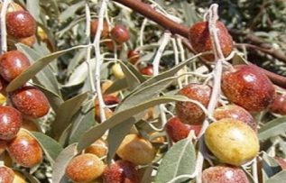 Rüyada İğde Görmek