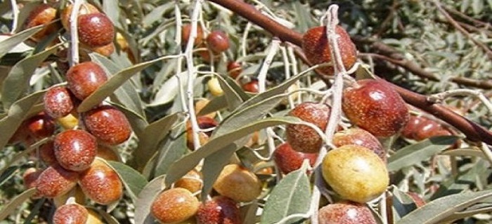 Rüyada İğde Görmek