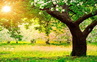 Rüyada İlkbahar Görmek