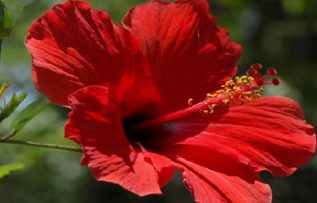 Rüyada Japon Gülü Görmek