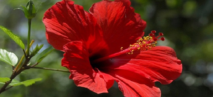 Rüyada Japon Gülü Görmek