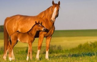 Rüyada Kahverengi At Görmek