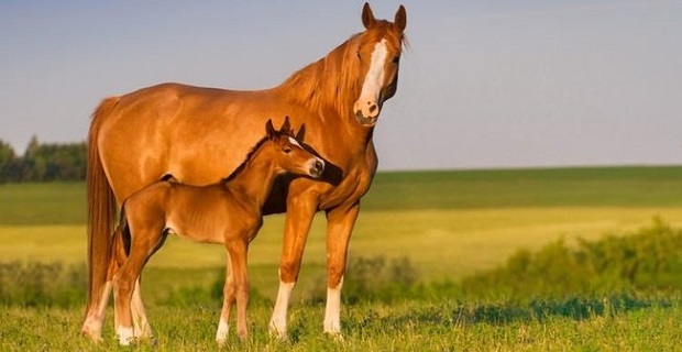 Rüyada Kahverengi At Görmek