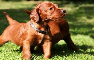 Rüyada Kahverengi Köpek Görmek