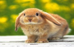 Rüyada Kahverengi Tavşan Görmek