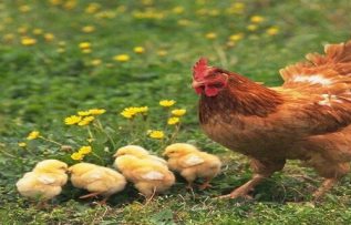 Rüyada Kahverengi Tavuk Görmek